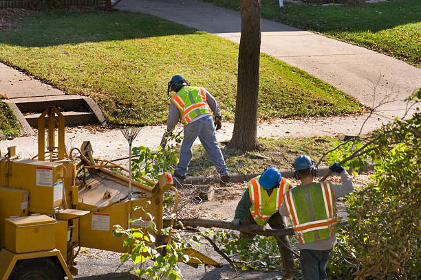 How Our Tree Care Process Works  in Robertsville, NJ